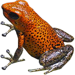 Valle Del Rey Frog